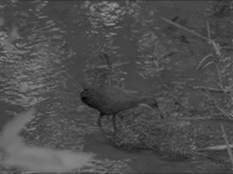 136.000 năm sau khi tuyệt chủng, loài chim cổ đại bất ngờ "tái sinh" ngoạn mục: Giới khoa học sửng sốt!