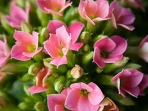 Lời khuyên cho người thích trồng cây sống đời