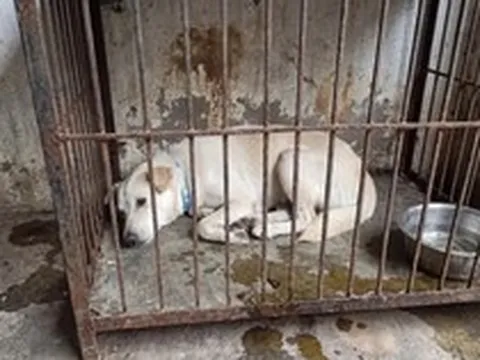 Dân mạng cảnh báo kẻ xấu dùng AI ghép ảnh chó mèo lạc để đòi tiền chuộc