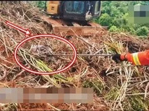 Đang dọn cỏ, người đàn ông lạnh gáy khi thấy "khối đen" ngọ nguậy: Lực lượng chức năng nhanh chóng có mặt