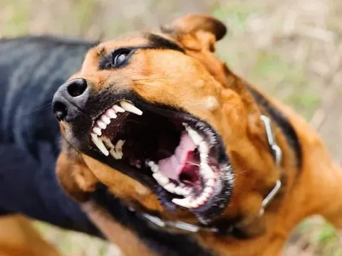 Chủ quán thịt chó bất ngờ sợ nước, sợ gió rồi tử vong, cơ quan chức năng truy vết nguồn lây