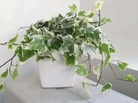 8 loại cây nên trồng ngay trong nhà: Không chỉ dễ chăm mà còn giúp hút tài lộc, vượng khí cho gia chủ