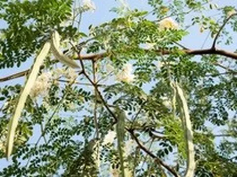 Loài cây quen thuộc có thể lọc tới 98% vi nhựa trong nước