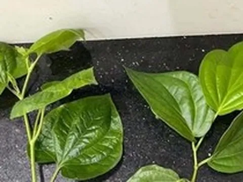 Loại lá gây "lú diện rộng", 10 người thì 9 người chọn sai, cả cõi mạng thi nhau phân biệt