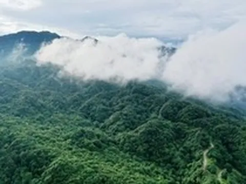 Việt Nam có 1 loài cực hiếm, chưa từng xuất hiện ở bất cứ đâu trên thế giới: Là cá nhưng lại có chân, sống ở độ cao 1.000-1.400m