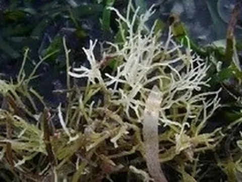 Bí mật loại rau tên là bộ phận của một con vật, xưa là rau dại nay thành đặc sản nổi tiếng