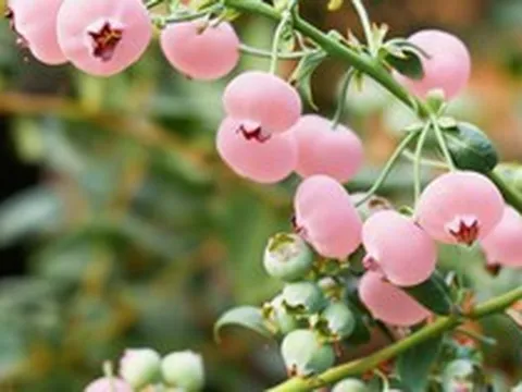 Loại quả màu hồng đẹp mắt đang gây "sốt mạng": Liệu có giàu dinh dưỡng hơn việt quất xanh?