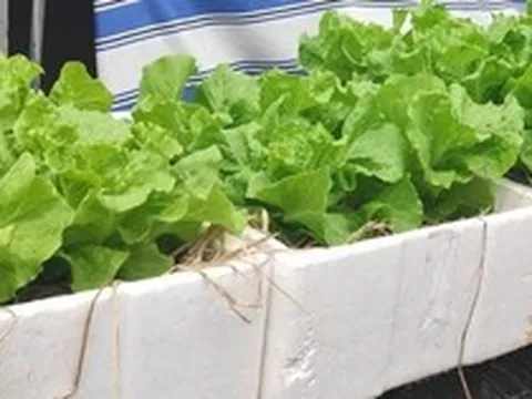 Lời khuyên tới các gia đình đang tự trồng xà lách