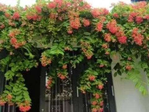 Lời khuyên dành cho những gia đình đang trồng sử quân tử