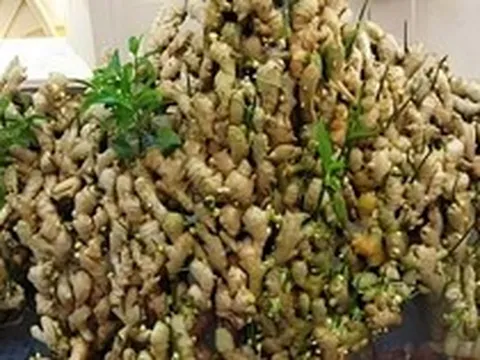 Lời khuyên đến những gia đình đang trồng gừng