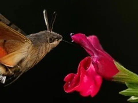 Người đàn ông đăng ảnh "con vật lạ" lên Facebook, chuyên gia tìm đến: Loài này đã 'sống lại' sau 17 năm