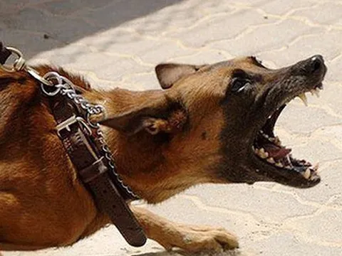 Đề phòng bệnh dại mùa nắng nóng