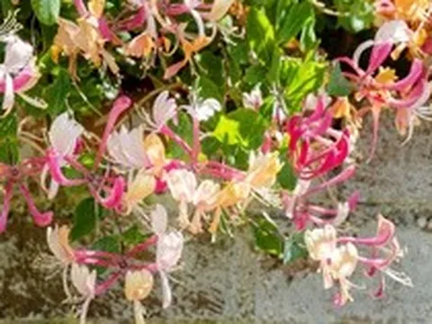 7 loại cây dây leo có hoa đẹp, phát triển tốt cả trong bóng râm: Rất đáng để trồng ngay trong vườn nhà