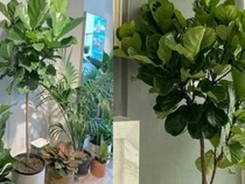 6 lời khuyên dành cho những gia đình đang trồng cây bàng Singapore