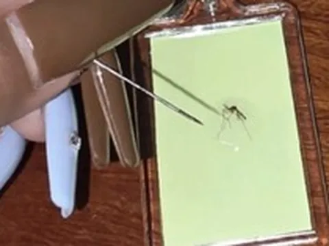 Độc đáo: cô gái khởi nghiệp từ loài côn trùng “ai cũng ghét, thấy là đập” gây sốt mạng xã hội