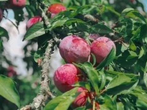 Chuyên gia khuyến cáo số lượng mận tối đa nên ăn mỗi ngày để không hại thận
