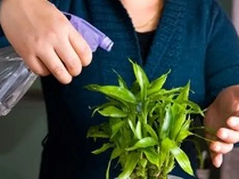 Lời khuyên dành cho gia đình đang trồng cây phát lộc