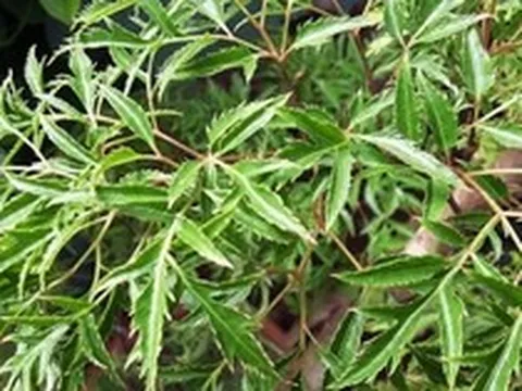 Lời khuyên dành cho những gia đình đang trồng cây đinh lăng