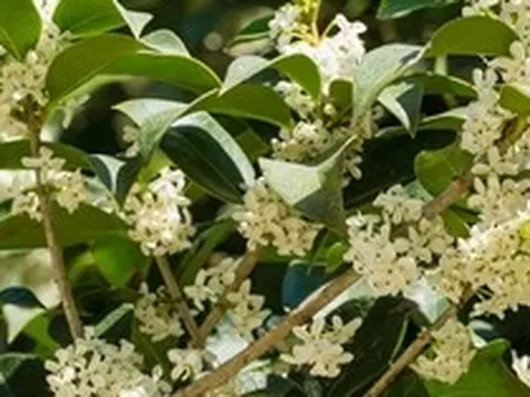 Lời khuyên dành cho những gia đình đang trồng cây mộc hương