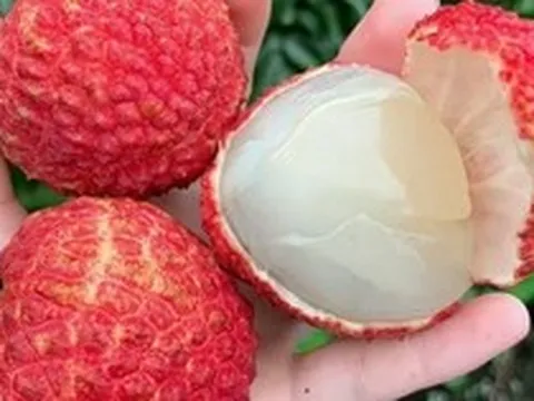 5 điều cấm kỵ khi ăn quả vải nhiều người Việt đang vô tình mắc phải: "Ngọt miệng" nhưng dễ hại thân
