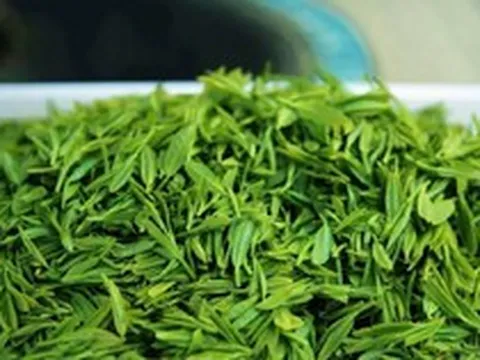 Loại lá chống rụng tóc, kích thích mọc tóc cực hay, dùng hằng ngày phòng cả ung thư: Bán đầy chợ Việt