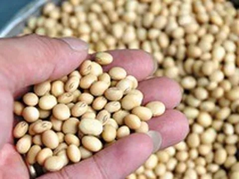 Loại thực phẩm phụ nữ càng ăn càng khỏe đẹp nhưng nhiều người lại sợ