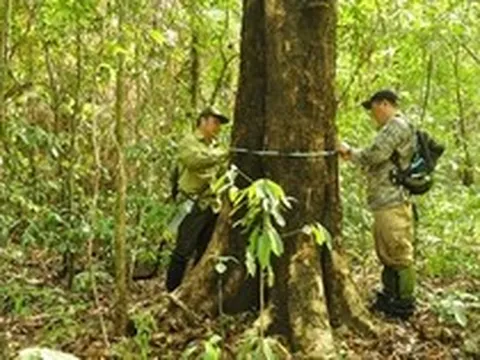 Loại gỗ quý tăng giá theo đường kính thân: Hiện vật 5.000 năm tuổi từng được định giá 10 tỷ đồng ở Hà Nội