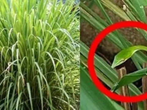 4 lý do nên trồng sả trong nhà