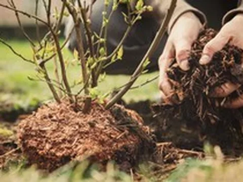 Chuyên gia cảnh báo: Làm ngay điều này trước khi nắng nóng “thiêu rụi” khu vườn