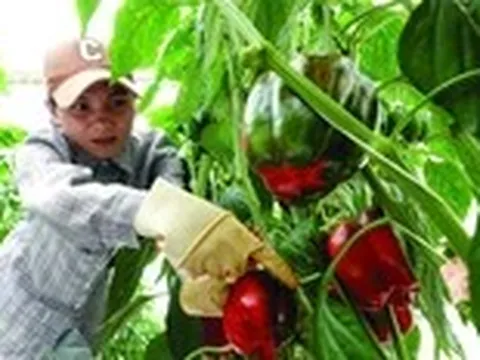 Bổ sung vitamin C: Cam không phải lựa chọn duy nhất