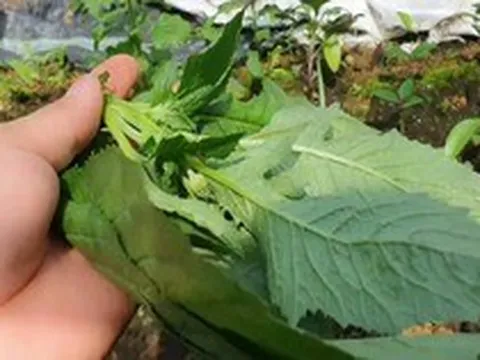 Loại rau bồi bổ cơ thể, làm mát gan: Mọc hoang đầy Việt Nam mà ít ai biết để ăn