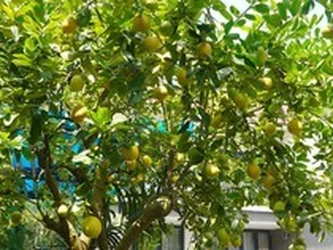 10 loại cây "hút" vượng khí, rất nên trồng trong nhà