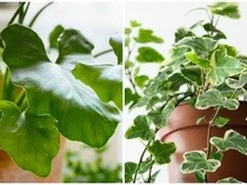 6 loại cây không nên trồng trong nhà