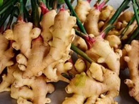 7 lợi ích của cây gừng
