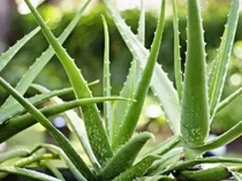 Vì sao nhiều người thích trồng nha đam quanh nhà?