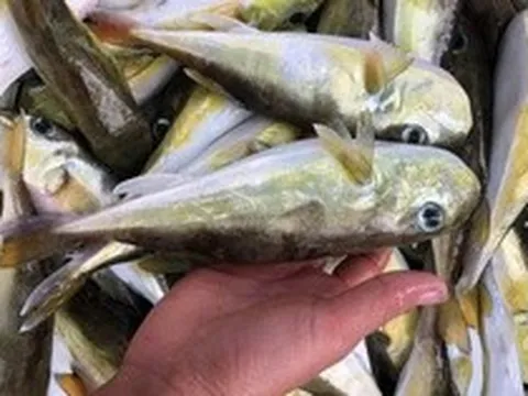 Loại cá chứa độc tố đáng sợ gấp 275 lần xyanua: Nhiều người Việt vẫn chủ quan bắt về ăn