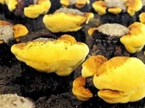 Loại nấm đắt đỏ bậc nhất thế giới, ngăn ngừa khối u phát triển: Việt Nam nuôi cấy thành công
