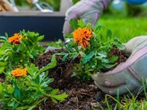 5 loại cây “hút” vận may, nên trồng trong sân nhà