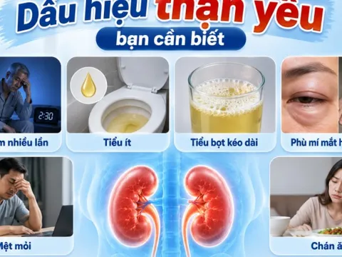 5 cách cải thiện thận yếu đơn giản tại nhà