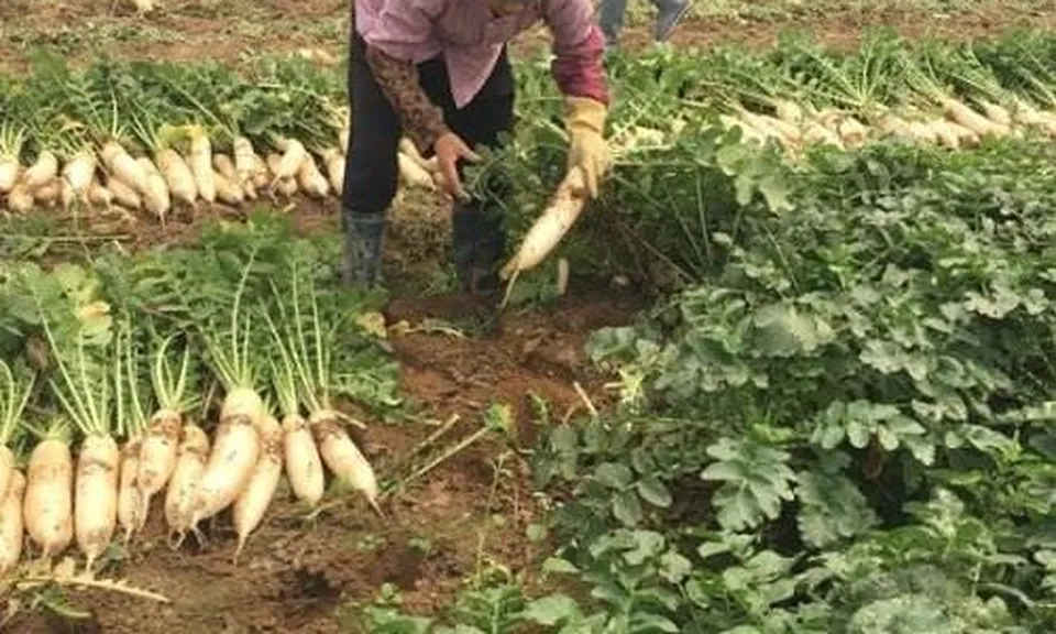 Việt Nam có loại củ được ví như “nhân sâm mùa đông”: Luộc hay kho đều ngon, Đông Y coi là thuốc tự nhiên